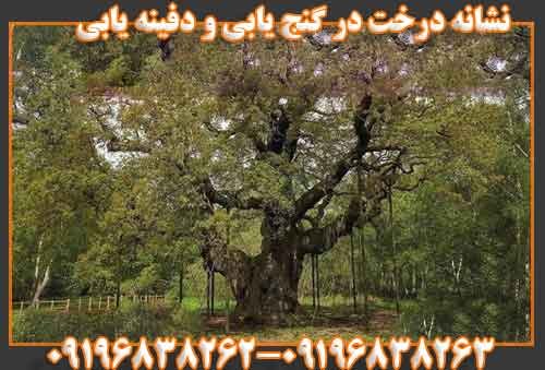 نشانه درخت در گنج یابی و دفینه یابی