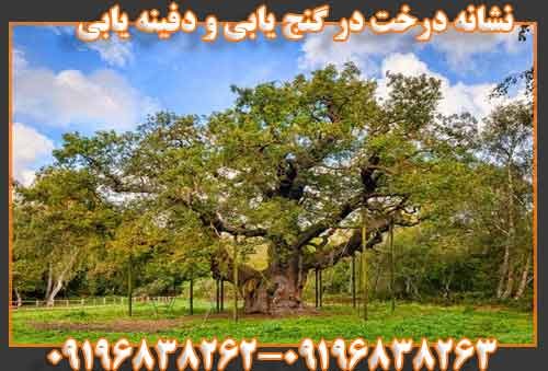 نشانه درخت در گنج یابی و دفینه یابی